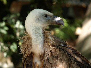 Vautour