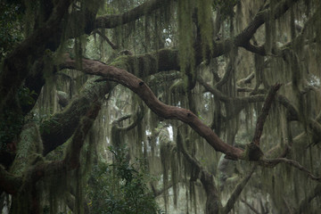 Trees with Spanish Moss haning from the branches - obrazy, fototapety, plakaty