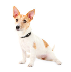 Funny little dog Jack Russell terrier, isolated on white