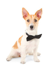 Funny little dog Jack Russell terrier with bow tie, isolated