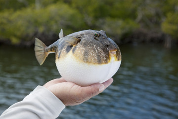 Fototapeta premium Inflated Smooth puffer fish in Florida mangroves