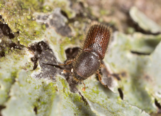 Hairy spruce bark beetle, Dryocoetes autographus