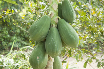 Papaya fruits