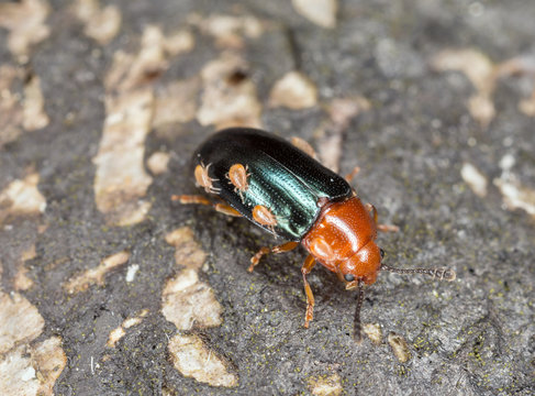 Triplax aenea