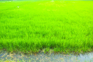 Fototapeta premium young rice plant in rice field at Thailand