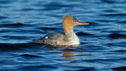 Female Red-breasted Merganser