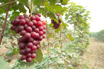 Ripe grape