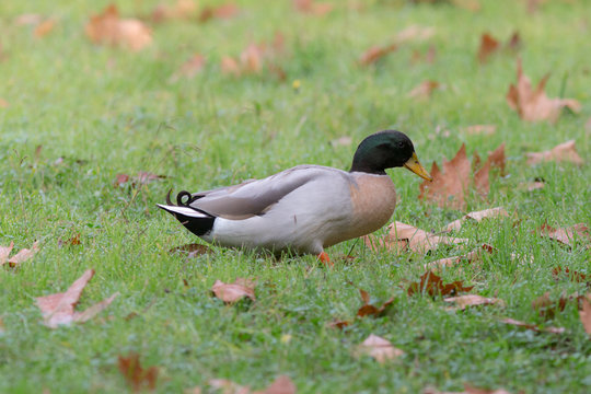 duck on a wet grass