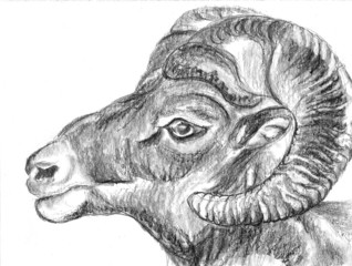 hand draw sheep head