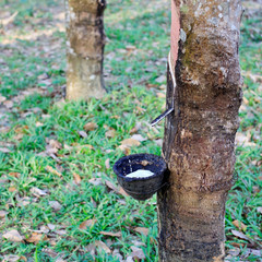 Milk of rubber tree