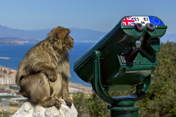 monkey near the telescope on the background of the bay. Gibralta