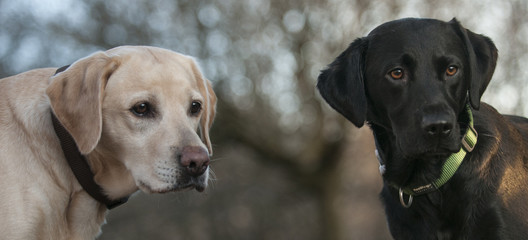 black and yellow labs