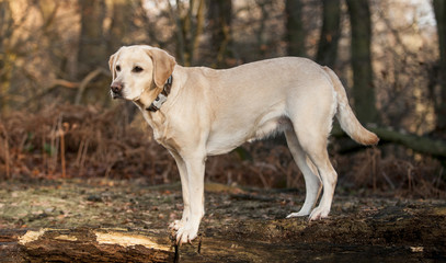 labradors in the forest