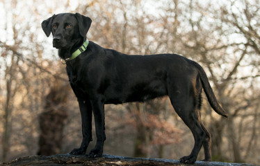 black labrador