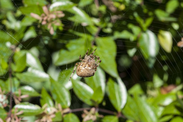 Garden spider on the web