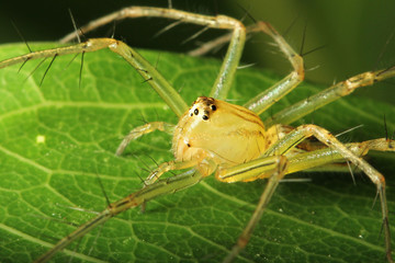 spider macro