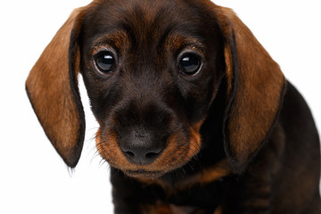 Dachshund puppy