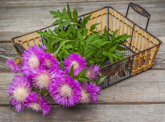 Bouquet of purple cornflowers