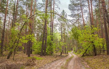 Road in the forest