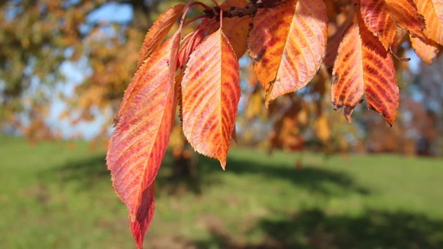 Herbstblätter im Wind