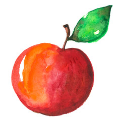 watercolor apple