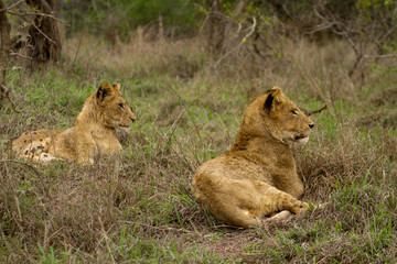 Obraz na płótnie Canvas Lion - South Africa