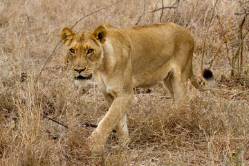 Lion - South Africa
