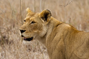 Fototapeta na wymiar Lion - South Africa