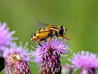 Biene auf Ackerkratzdistel
