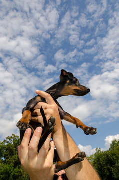 pinscher nano with sky and claud