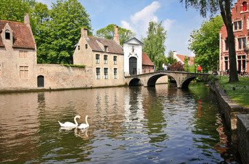 Swans on the river in Bruges