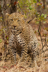 Leopard - South Africa