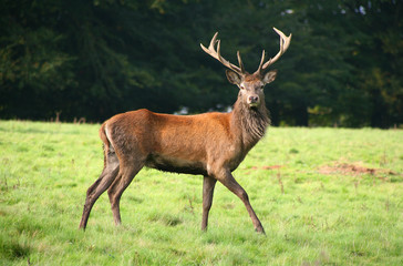 Red deer stag during the Rut.