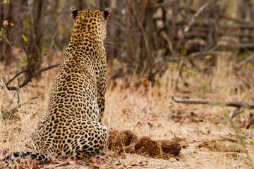 Gardinen Leopard - South Africa © huntington