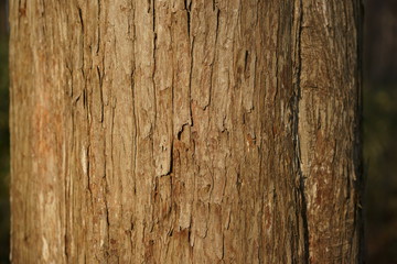木の幹