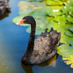 Beautiful black swans swimming in a lake