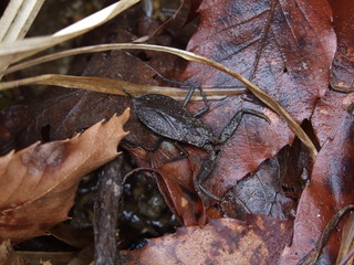 落ち葉とヒメタイコウチ