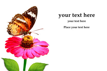 purple flower and butterfly