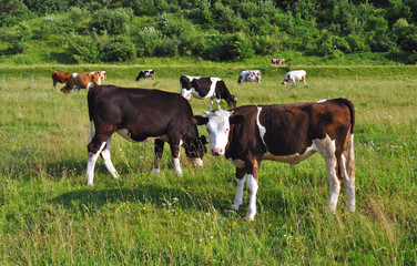 Fototapeta na wymiar cows grazing