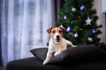 Jack Russell dog at the Christmas and New Year