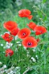 Fototapeta premium czerwone maki