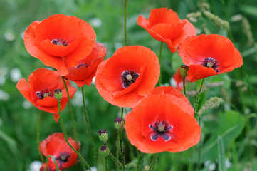 Fototapeta premium red poppies
