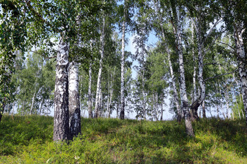 birch grove in the Urals