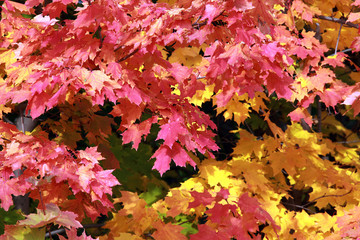 golden autumn