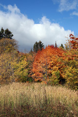 Fototapeta premium golden autumn