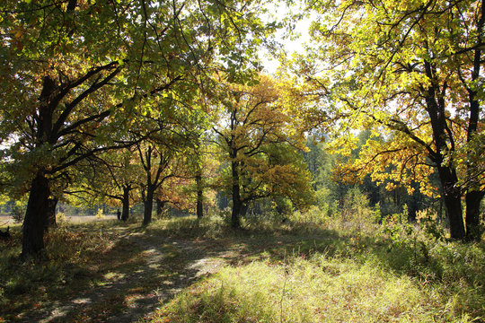 Autumn in the oak grove
