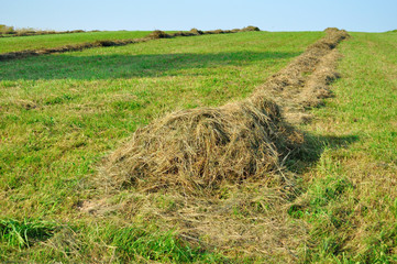 hay lying on the field