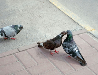 Fototapeta premium kissing pigeons