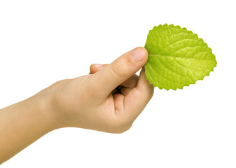 Fresh green leaf of a plant