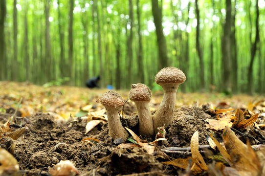 Mushroom Armillaria mellea